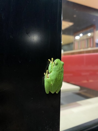 Eastern Tree Frog