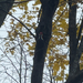 Pileated Woodpecker from Forbidden Drive Trail, Philadelphia, PA, US on November 09, 2025 at 01:50 PM by Jackson Quitel