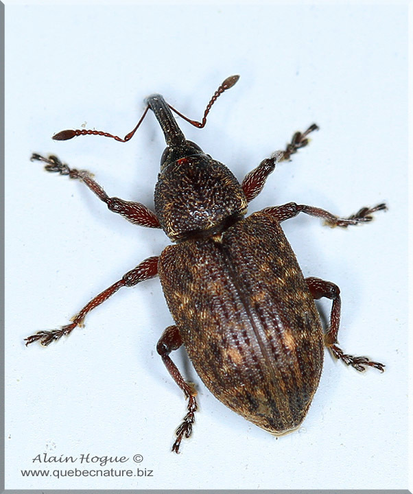 Cattail Weevil
