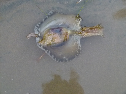 Mottled Seahare