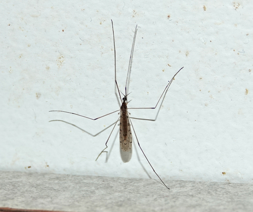 Unknown species found near Pat Sutton's Wildlife Garden, Cape May County, NJ, USA
