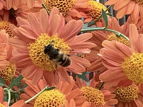 Unknown species found near New York Botanical Garden, New York, NY, US