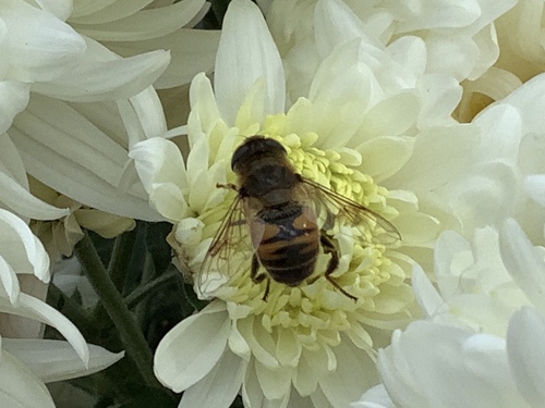 Unknown species found near New York Botanical Garden, New York, NY, US