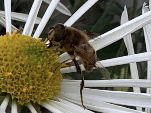 Unknown species found near New York Botanical Garden, New York, NY, US