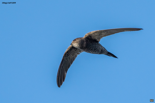 Mottled Swift