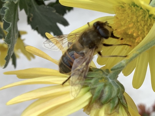 Unknown species found near New York Botanical Garden, New York, NY, US