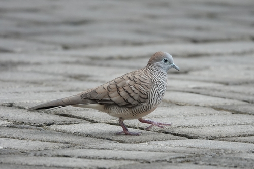 Zebra Dove