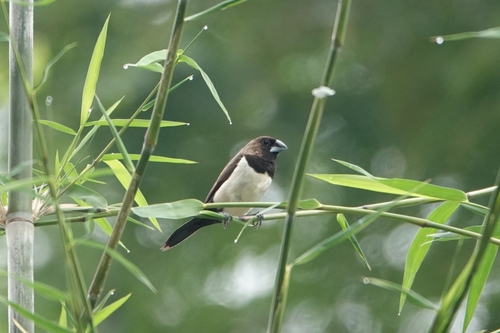 Javan Munia