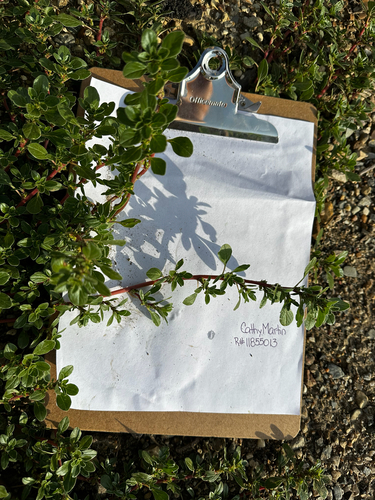 procumbent pigweed
