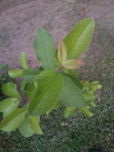Common guava