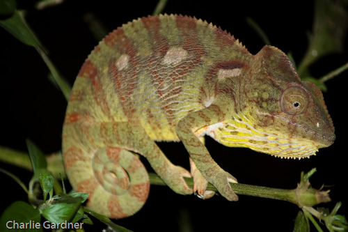 Oustalet's Giant Chameleon