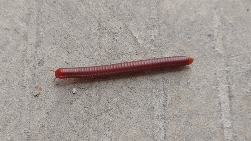 Rusty Millipede
