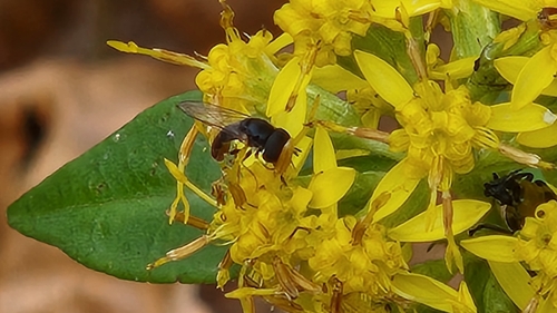 Unknown species found near Shepherdstown, WV 25443, USA
