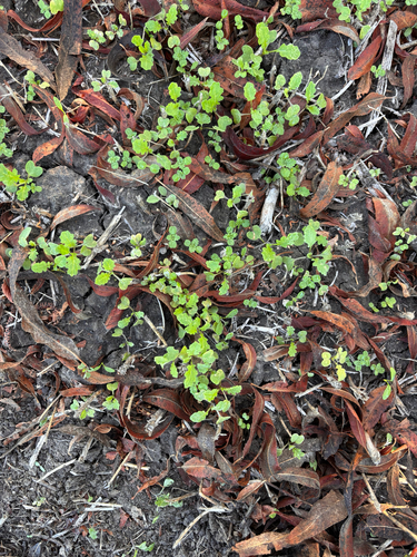 iNaturalist observation photo of Dysphanieae