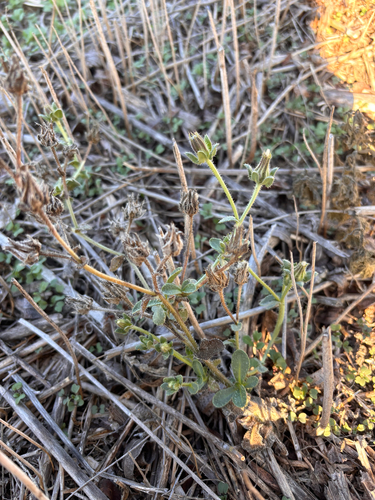 iNaturalist observation photo of bristly oxtongue