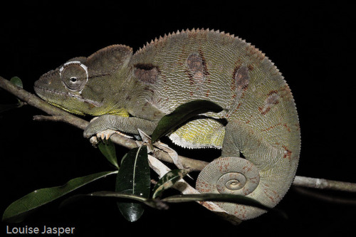 Oustalet's Giant Chameleon