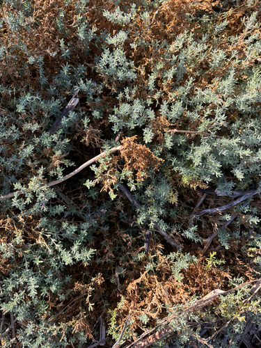 iNaturalist observation photo of Alkali Heath