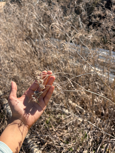 iNaturalist observation photo of broadleaved pepperweed