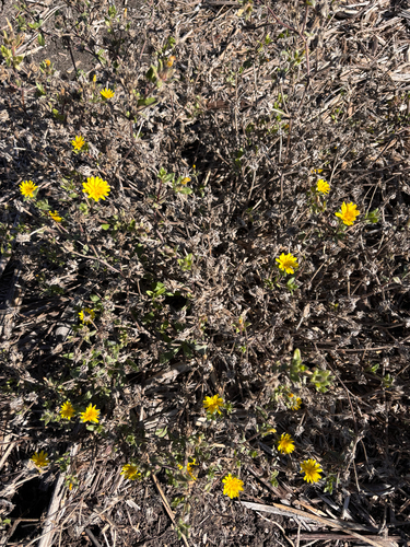 iNaturalist observation photo of Sunflowers, Daisies, Asters, and Allies