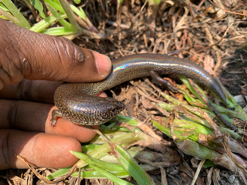 Sundevall's Writhing Skink