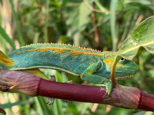 Montane side-striped chameleon