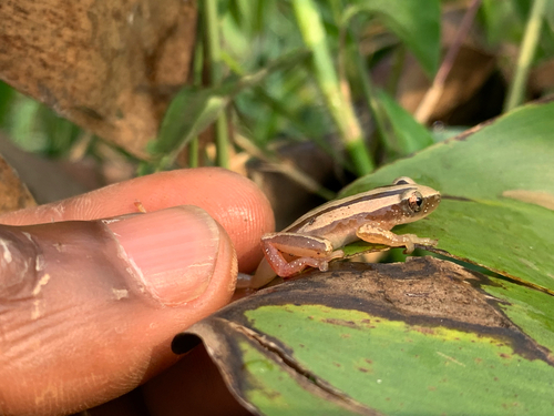 Four-lined Spiny Reed Frog
