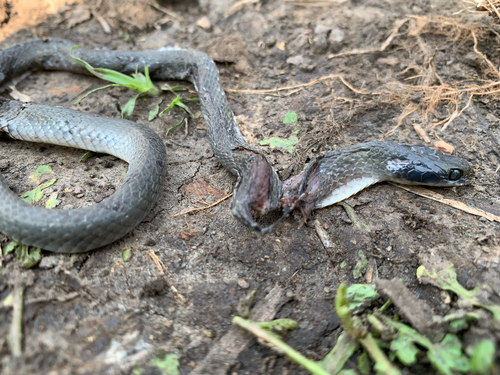 Red-lipped Snake