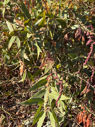 iNaturalist observation photo of red willow