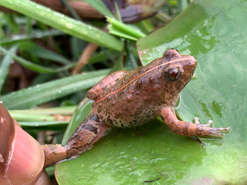 Natal Puddle Frog
