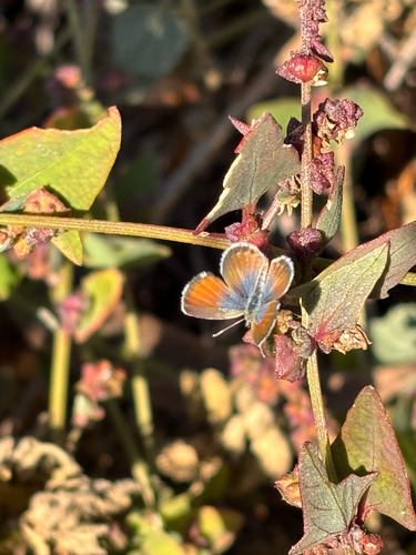 iNaturalist observation photo of Western Pygmy-Blue