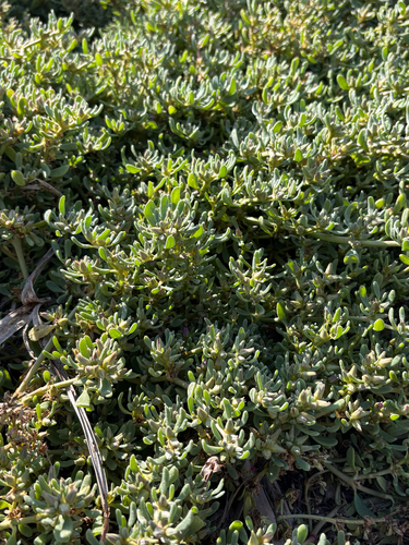 iNaturalist observation photo of Western Seapurslane