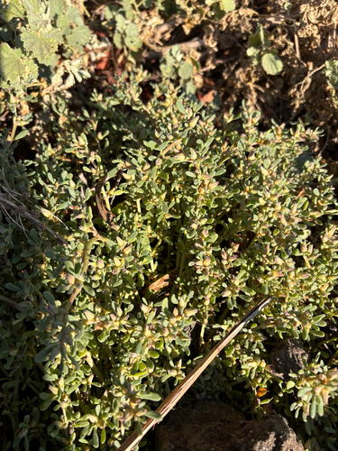 iNaturalist observation photo of Western Seapurslane