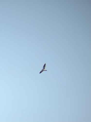 iNaturalist observation photo of White-tailed Kite