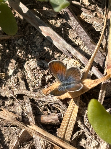 iNaturalist observation photo of Western Pygmy-Blue