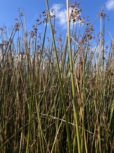 iNaturalist observation photo of California bulrush