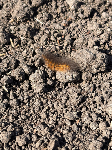 iNaturalist observation photo of Salt Marsh Moth