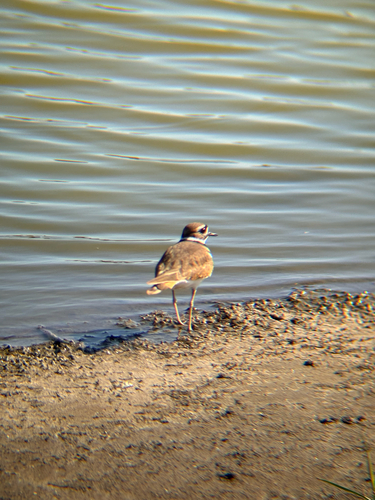 iNaturalist observation photo of Killdeer