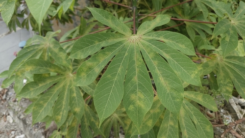 Cassava