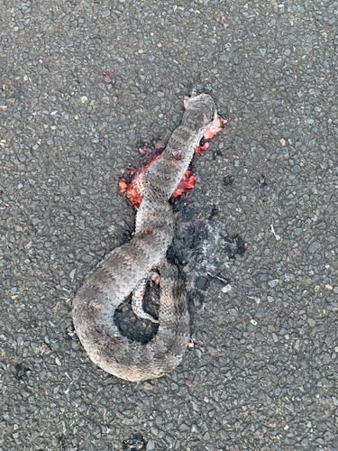 Southern Death Adder sighting