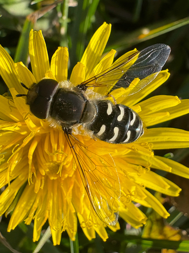 Unknown species found near SE Bishop Blvd, Pullman, WA, US