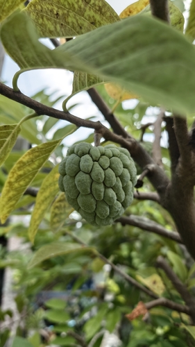 Sweetsop