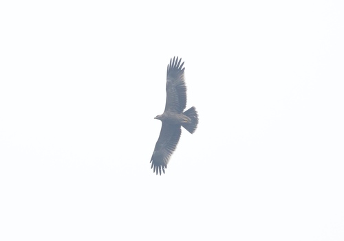 Imperial Eagle
