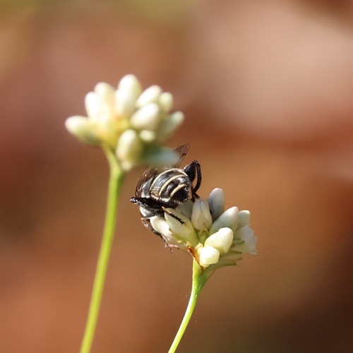 Unknown species found near Roswell, GA, USA