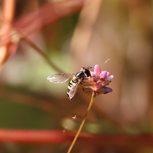 Unknown species found near Roswell, GA, USA