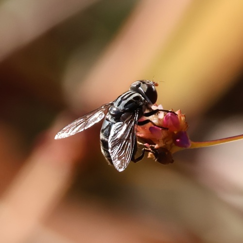 Unknown species found near Roswell, GA, USA