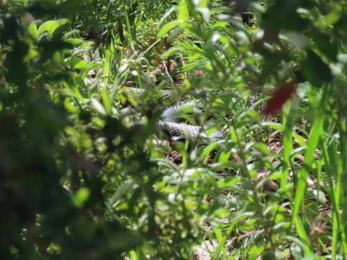 Red-bellied Black Snake sighting