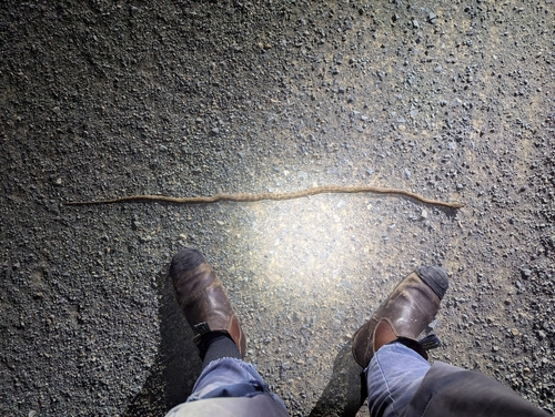 Coastal Carpet Python sighting