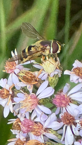 Unknown species found near Wells Ave, Hampton, NJ, US