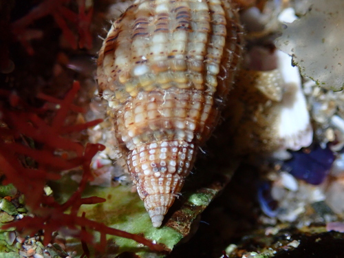 Tritia reticulata