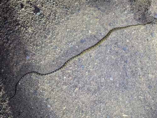 Coastal Carpet Python sighting